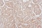 Anti-HMGB1 Antibody Picoband™ (monoclonal, 5H3)